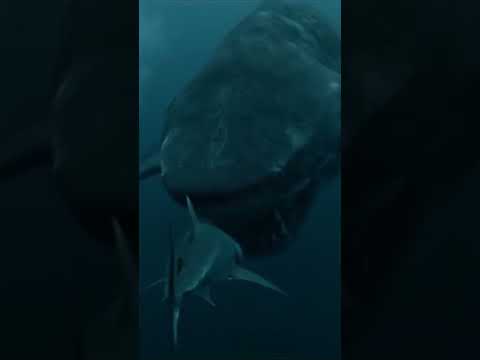 Megalodon vs Shark 😱 Nature’s Most Brutal Predator Returns #shorts