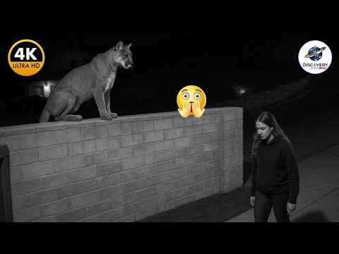 TOP 100 MOST BRUTAL WILD ANIMAL ATTACKS CAUGHT ON CAMERA 2025