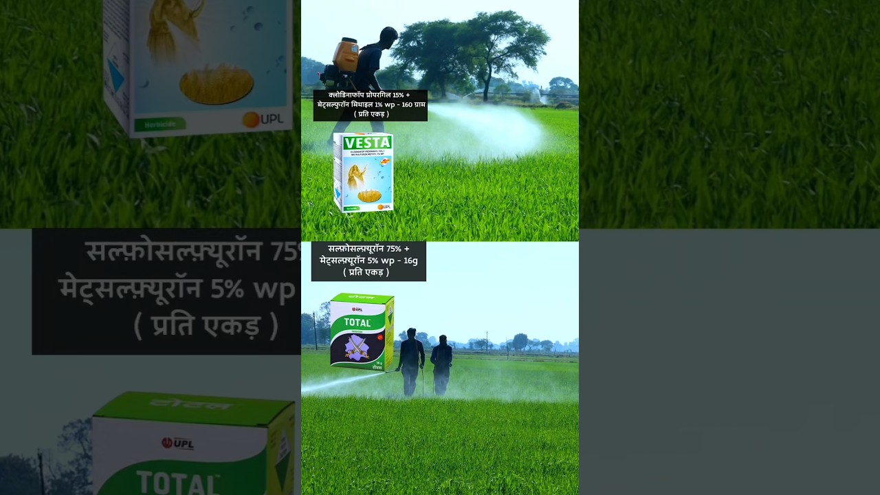 गेहूं की फसल में किलों की संख्या बढ़ाने के आसान तरीके 🌾