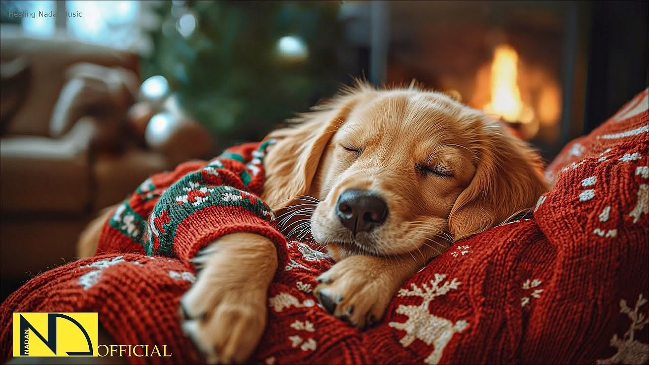 24 Hours of Relaxing Music for Dogs🐶🎅 Anti-Separation Anxiety Relief Music🎄Sleep dog Healing 💖No Ads