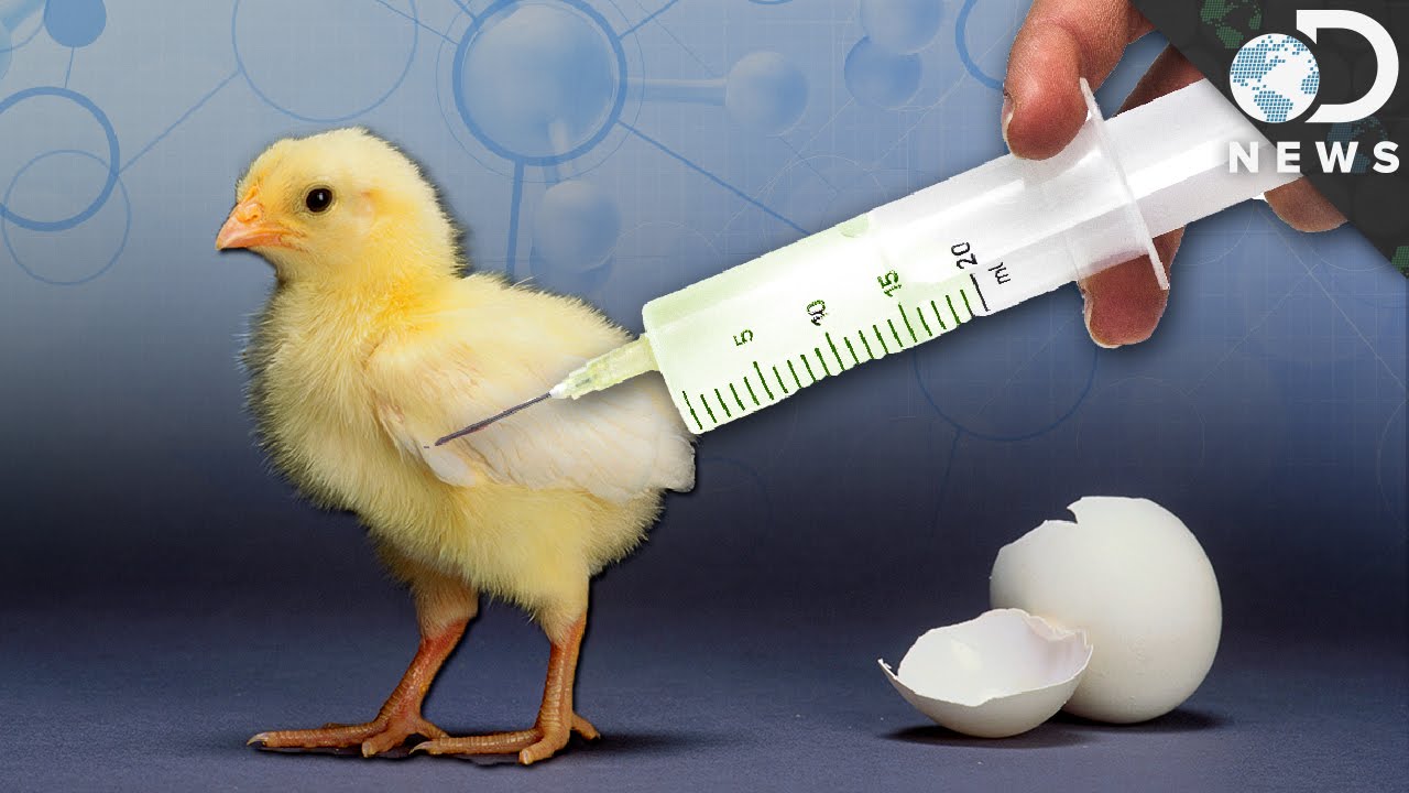 Is Eating GM Animals Safe? FDA Approves Salmon 🐟