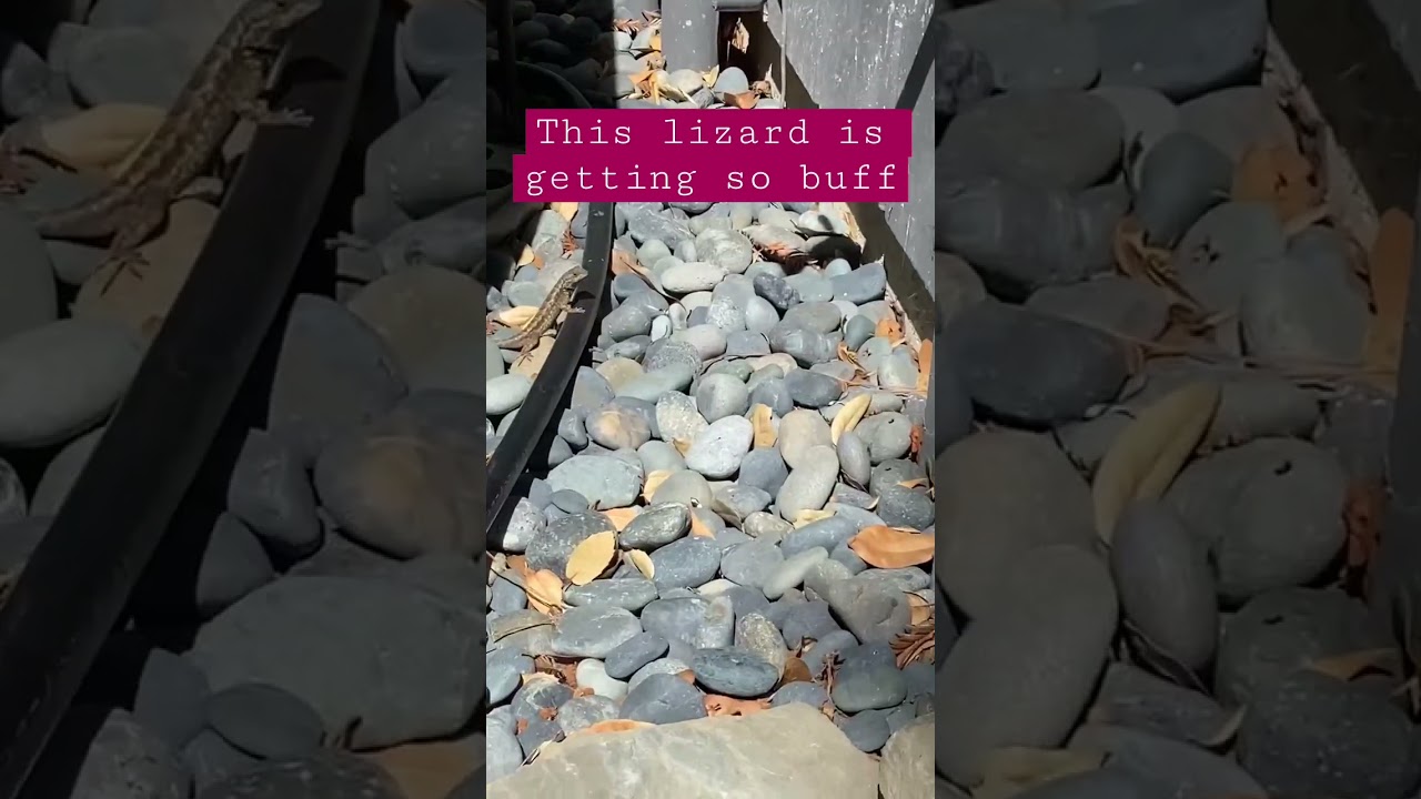 How Lizards Flex Their Bodies 🦎