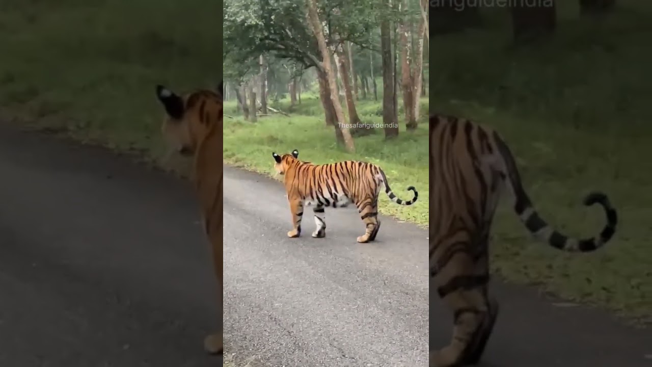 Magge, Kabini's Bold Tigress 🐅