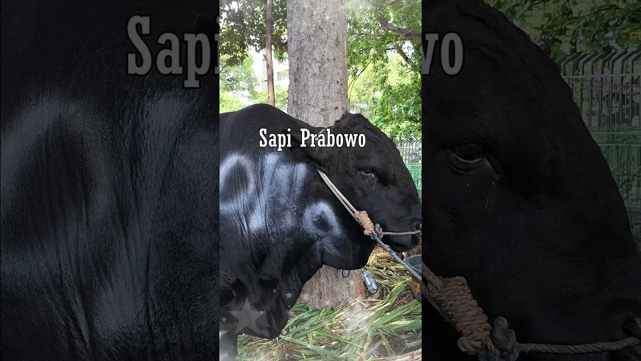 Sapi Kurban Pejabat di Masjid Istiqlal 🐄