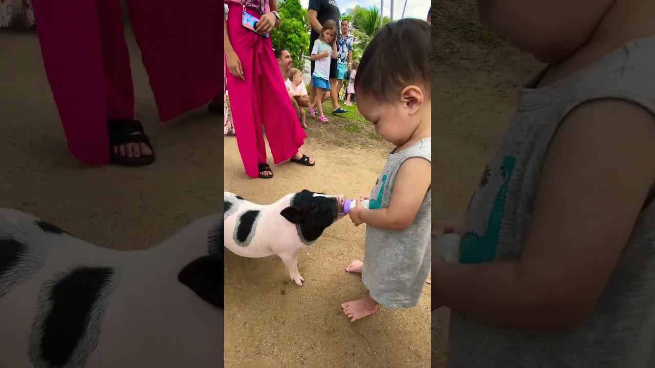 Kids and Piggy's Funny Travel Adventure 🐷