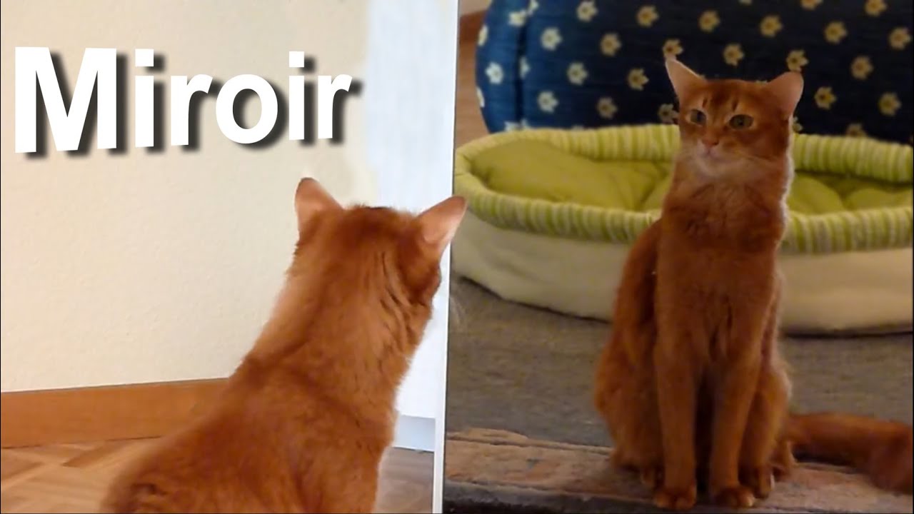 MIROIRS & CHATS - PAROLE DE CHAT
