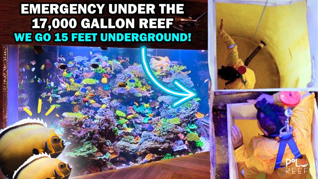 EMERGENCY! WE WENT 15 FEET UNDER THE 17,000 GALLON REEF TANK TO FIX IT!