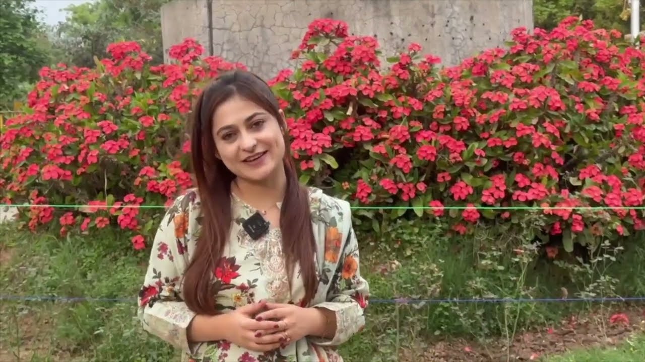 Bahar Ka Mausam: People Enjoy the Season 🌸