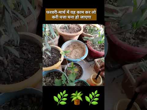 #करी पत्ता को घना करें। फरवरी-मार्च में एक काम कर लो आप का करी पत्ता जंगल हो जाएगा।#gardening