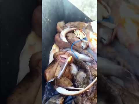 what is this #cutekids #fishing #babyzone #babygift #playzonegame