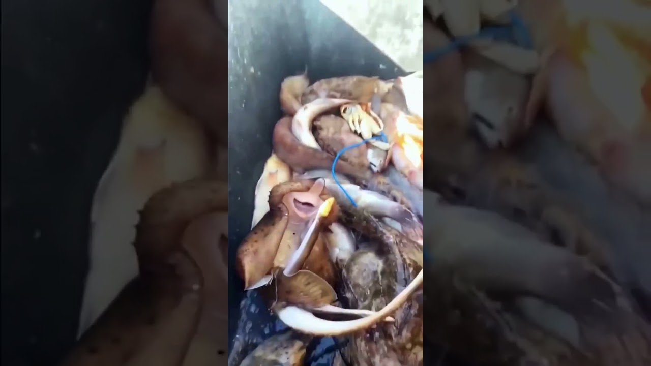 Cute Kids Playing Fish Game 🎣