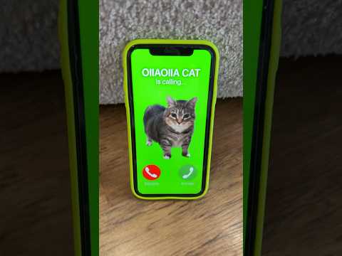 OIIAOIIA CAT is calling NiKPIG