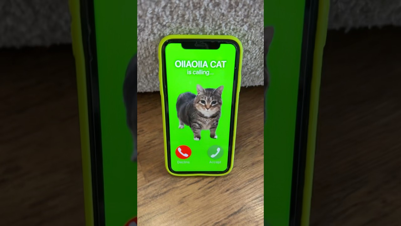 OIIAOIIA Cat Calls NiKPIG – What’s Happening?