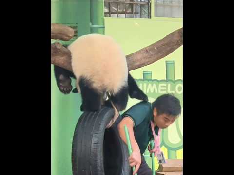 When the keeper cleans, the panda suddenly pats his back—cuteness hiding mischief. #panda #funny