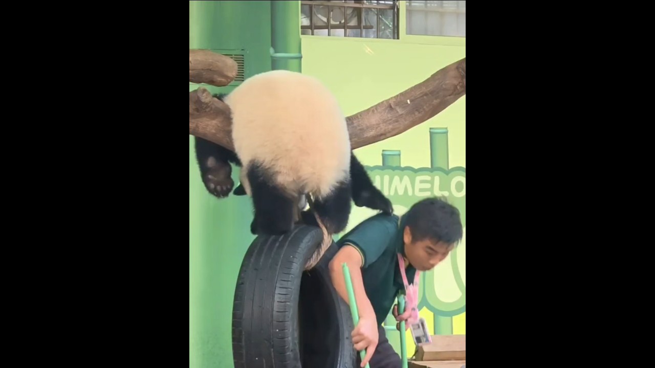 Adorable Panda Surprises Keeper with a Mischievous Pat 🐼
