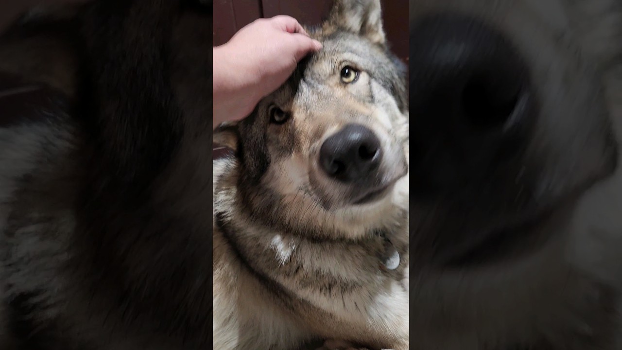 Do Wolves Enjoy Snuggles? 🐺