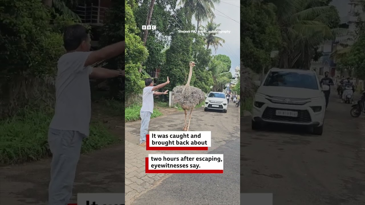 Viral Video: Ostrich Roams Kerala Streets 🦩