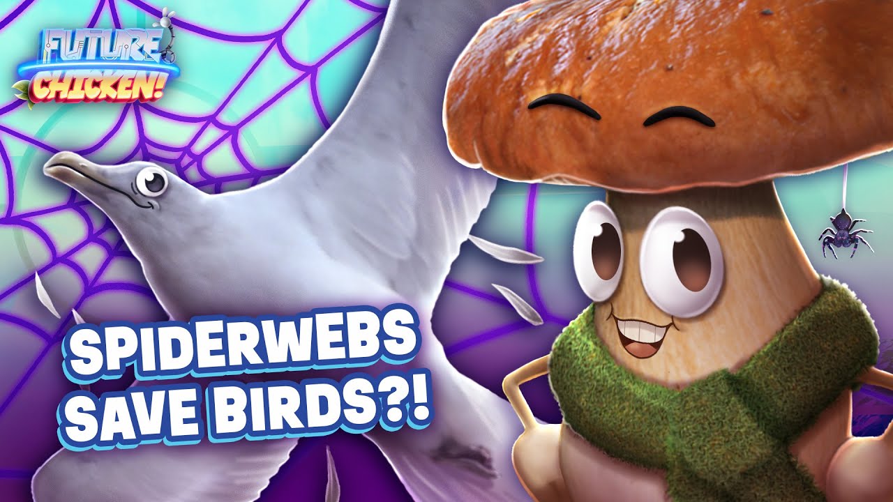 Spiderwebs Protect Birds from Window Collisions 🕸️