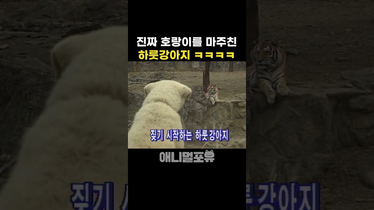하룻강아지는 호랑이를 무서워할까? 🐅