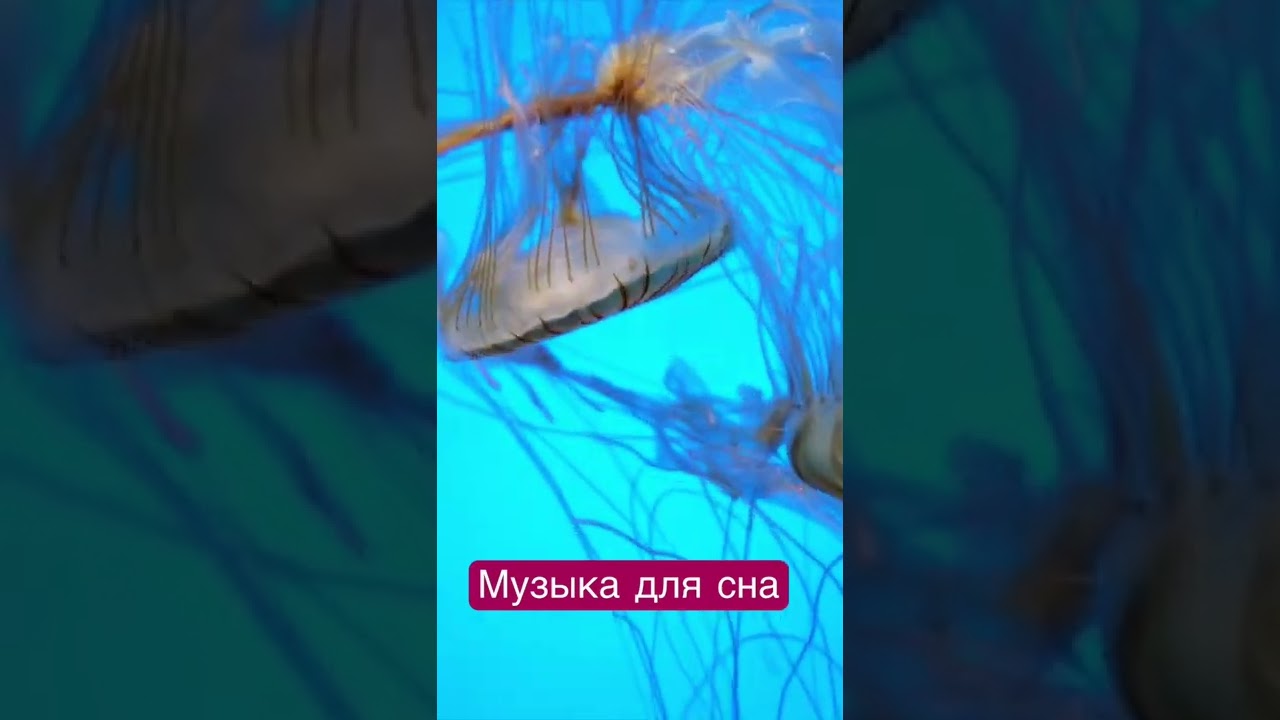 Расслабляющая музыка и товары для медитации со скидками 🎶