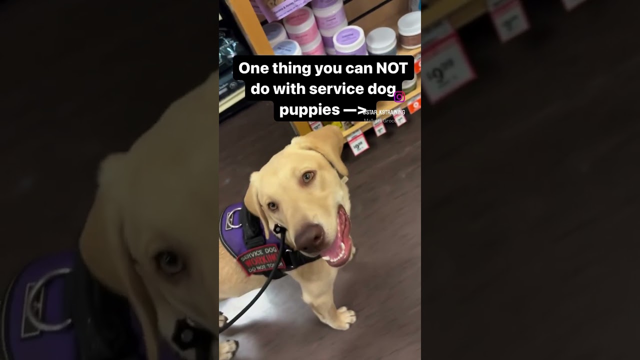 Service Dog Puppy Training: Avoid Grocery Shopping 🐶
