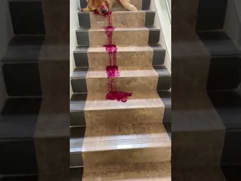 I'm sorry don't leave me #shorts #dog