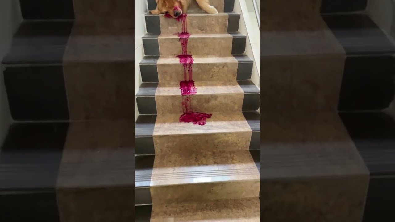 Heartfelt Dog's Plea: Don't Leave Me 🐶 #Shorts