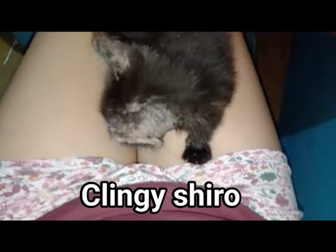 Clingy Shiro Cat 😂 | Funny Cat Videos