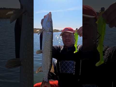 Мои ТОП приманки на щуку 2021 #shorts