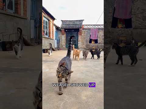 Cat catch weasel #wildlife #animals #fyp