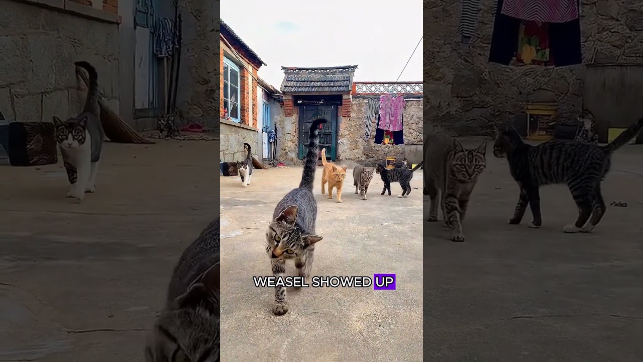 Amazing Moment: Cat Catches a Weasel 🐾