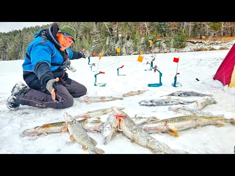 ЖЕРЛИЦЫ ГОРЯТ ПАЧКАМИ! ЛОВИМ ЗАПРЕЩЁННЫМ СПОСОБОМ! ВОТ ЭТО ЖОР! Зимняя рыбалка с Мишаней на жерлицы