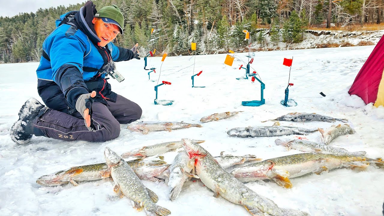 ЖЕРЛИЦЫ ГОРЯТ ПАЧКАМИ! ЛОВИМ ЗАПРЕЩЁННЫМ СПОСОБОМ! ВОТ ЭТО ЖОР! Зимняя рыбалка с Мишаней на жерлицы