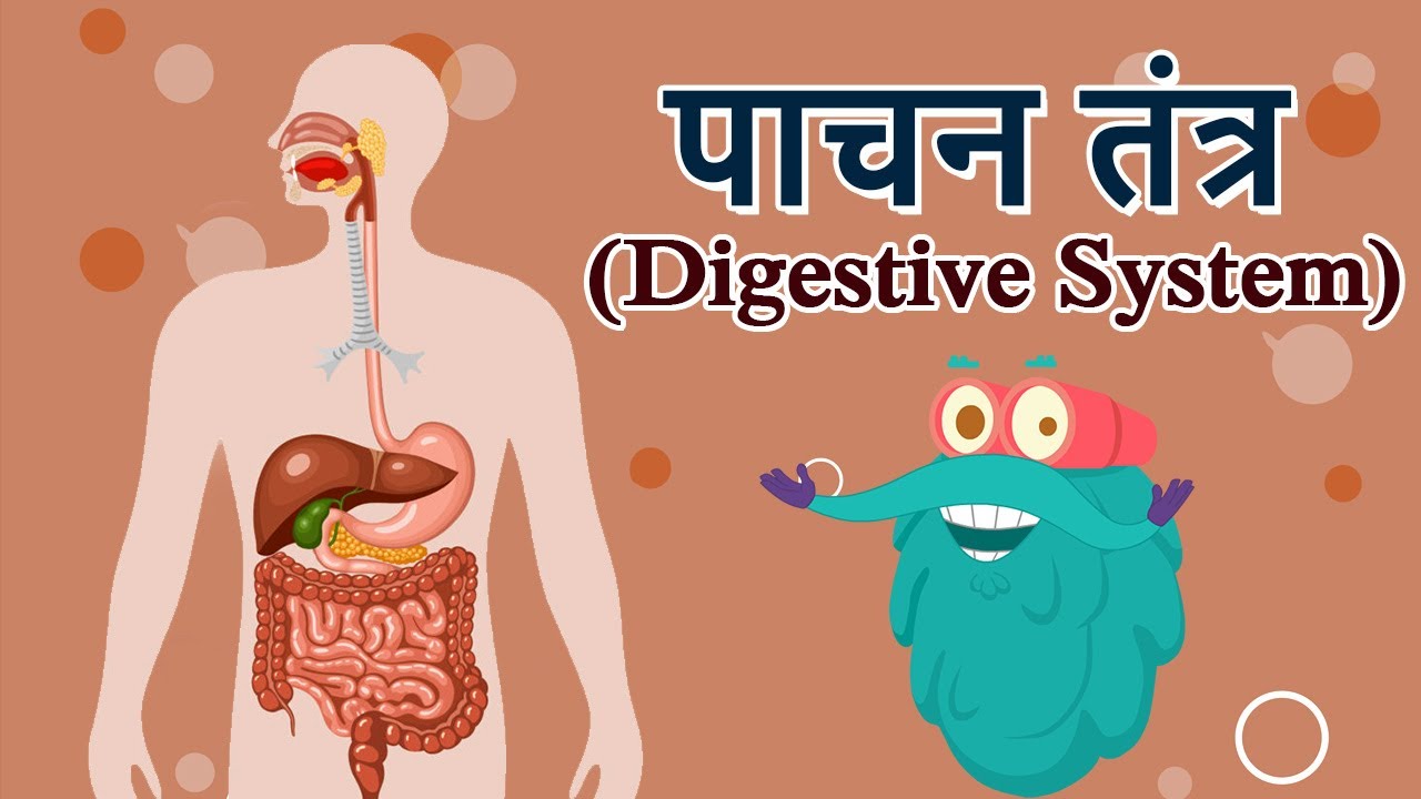 डायजेस्टिव सिस्टम | पाचन तंत्र | Hindi | Dr. Binocs 🩺