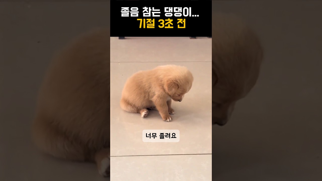 졸음 참던 강아지, 기절 직전 😂