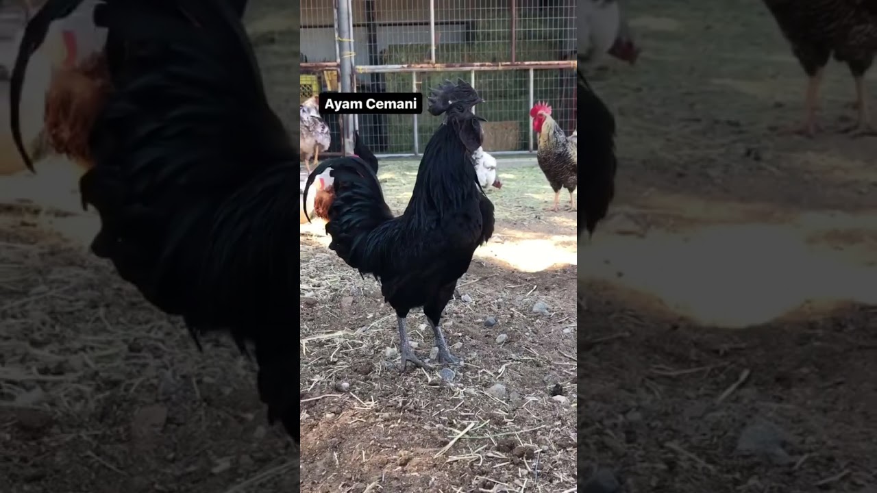 Diverse Roosters Crowing Compilation 🐓