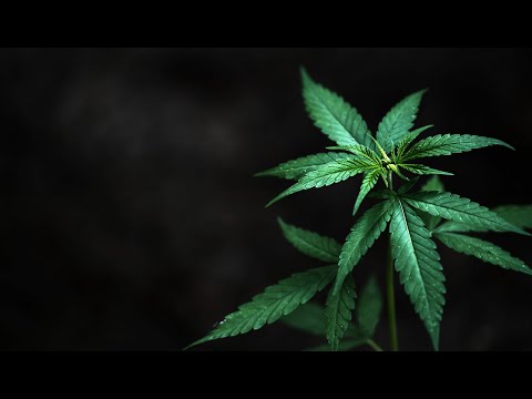 Kanapės – leisti ar drausti? Atsako klinikinės toksikologijos gydytoja