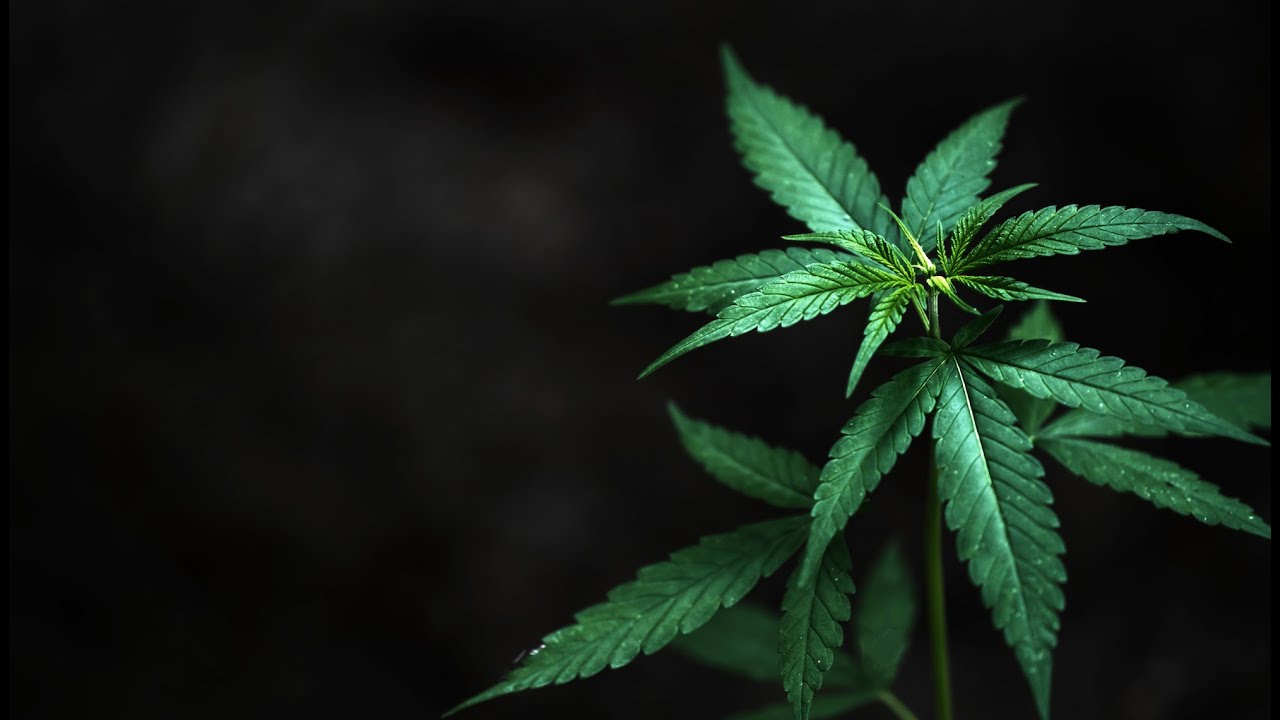 Kanapės: Kada jų vartojimas yra naudingas, o kada pavojingas? Ekspertės paaiškinimai 🌿