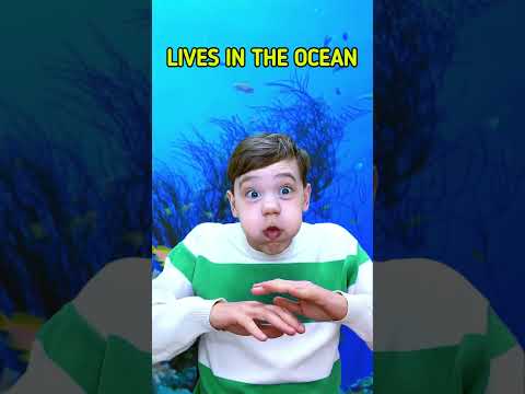 Fun Way To Learn About Animals! #kids #learning