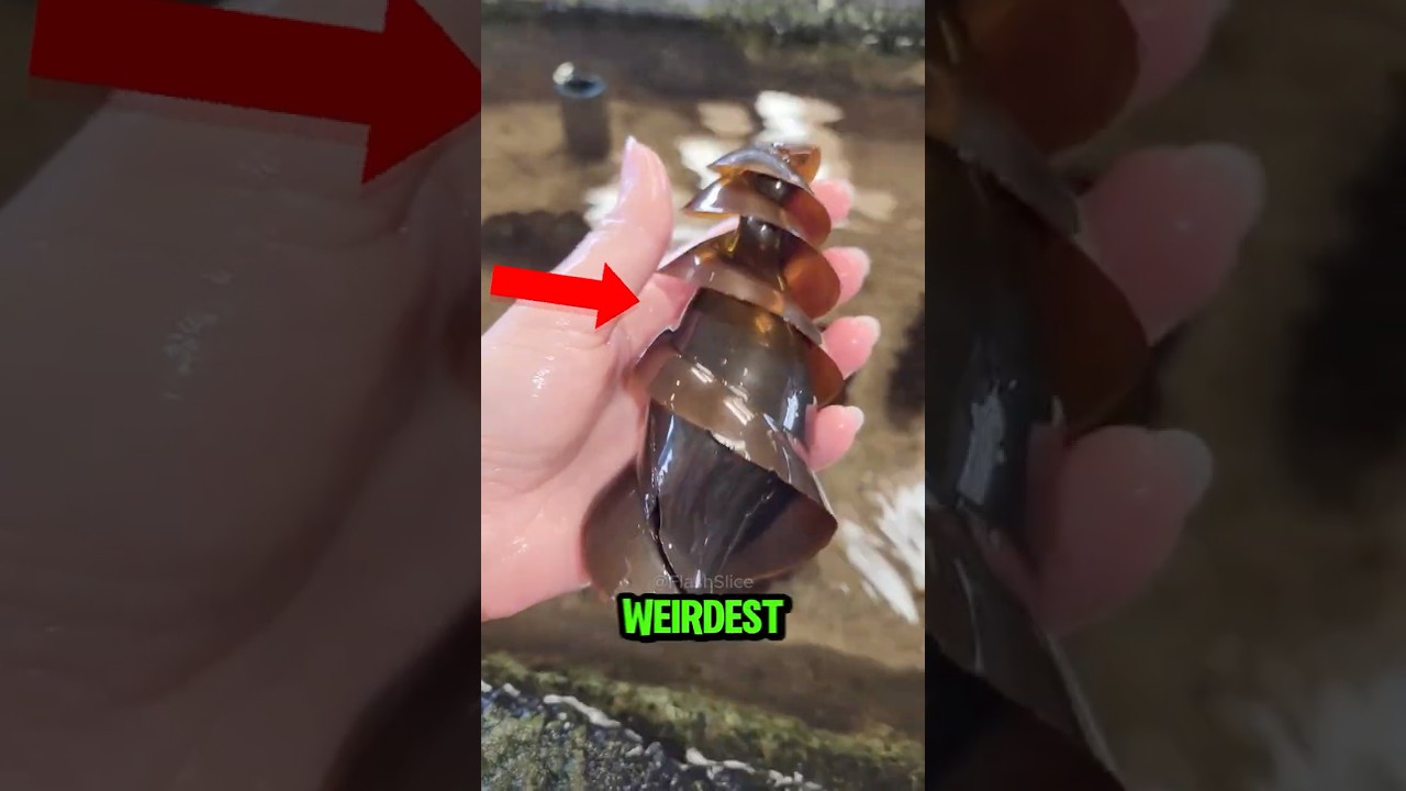 TOP 5 WEIRDEST ANIMAL EGGS IN THE WORLD! 😱💀