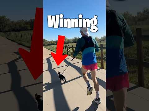 Can Tiny Dog Win 5k Race?