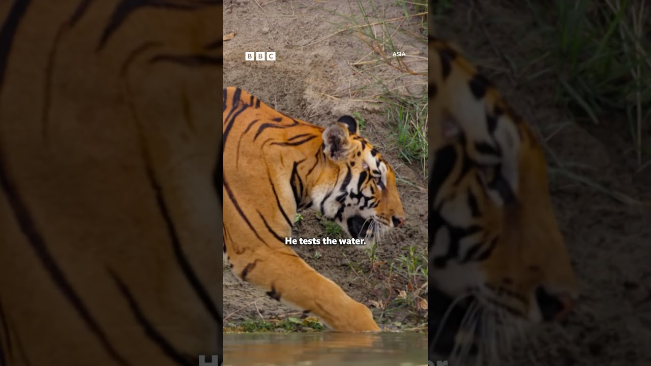 Bengal tiger cub takes a bath - BBC
