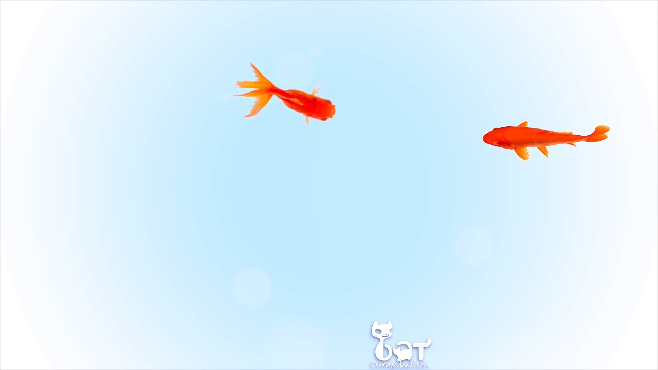 Vidéo pour chat avec poissons 🐟 pour le captiver