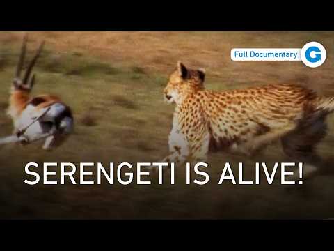 Serengeti Kings: The Lions Who Lost Their Throne | Full Documentary