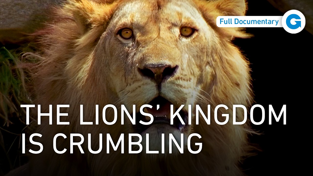 Serengeti Kings: The Lions Who Lost Their Throne | Full Documentary