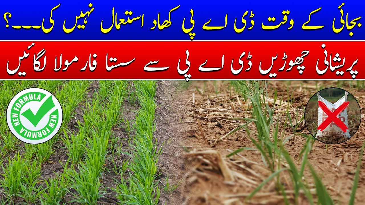 Replacing DAP Fertilizer in Wheat with First Irrigation