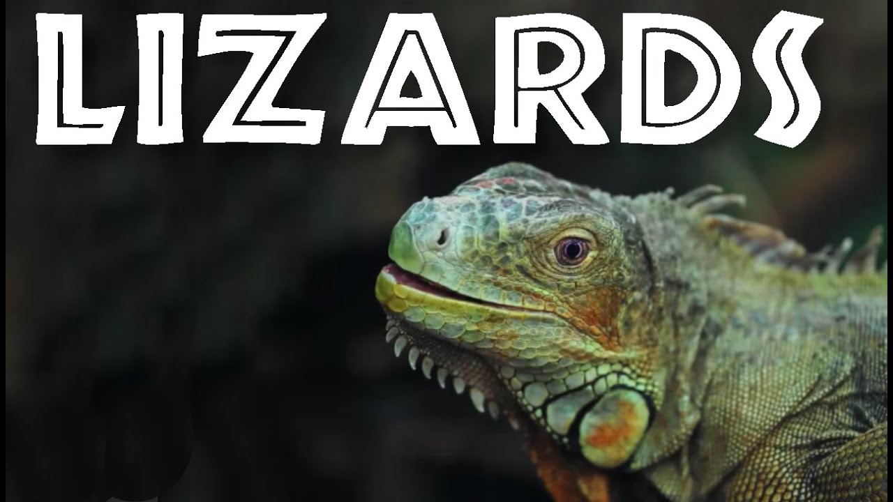 Lizards for Kids 🦎 Fun Facts & Info