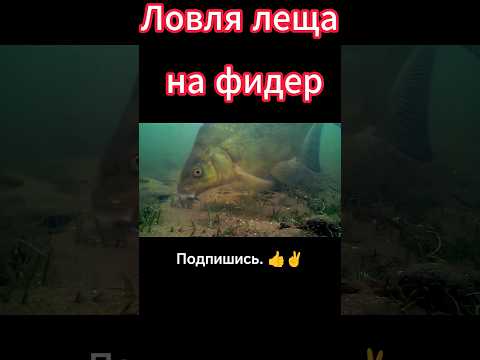 Как поймать леща на фидер. #лещ #фидер #прикормка #рыбалка #fishing Лещ на фидер