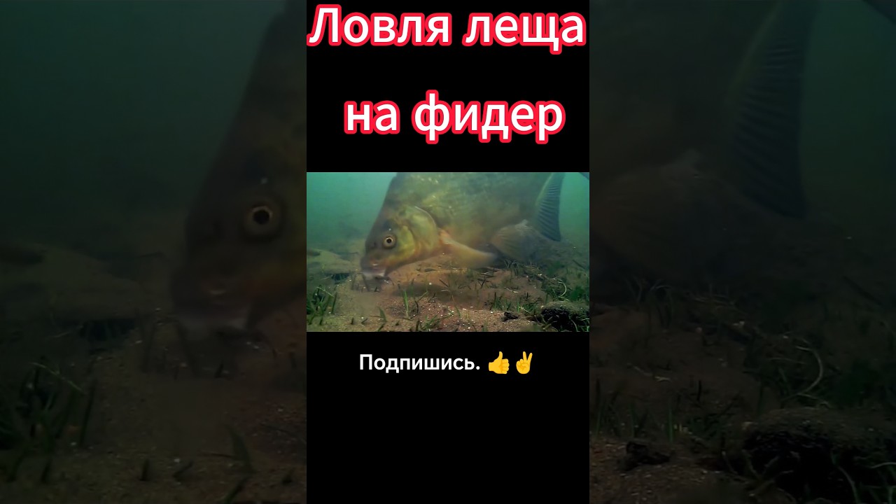 Лучшие советы для успешной ловли леща на фидер 🎣