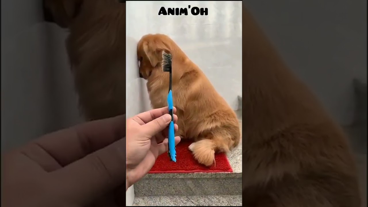 Animaux drôles et mignons #83 🐶😂 Chien qui a fait des bêtises